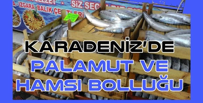 Karadeniz’de palamut ve hamsi bolluğu